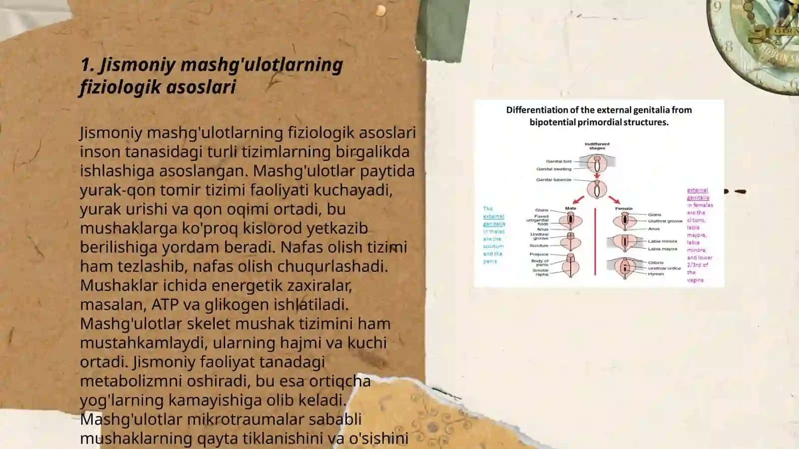 Jismoniy tarbiya mashgʻulotlarining tibbiy-biologik asoslari 3