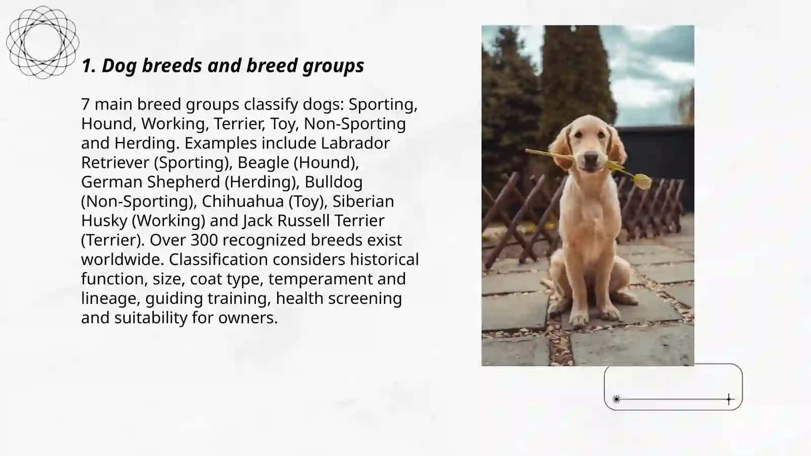 Dog Breeds and Breed Groups 3