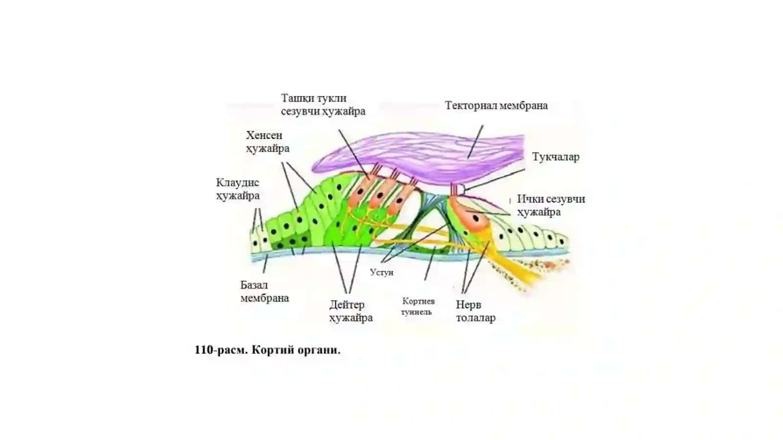Eshitish tizimi va vestibular analizator 3