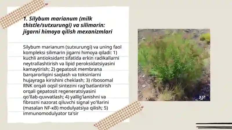 Jigar va buyrak kasalliklarida qoʻllaniladigan dorivor oʻsimliklar 3