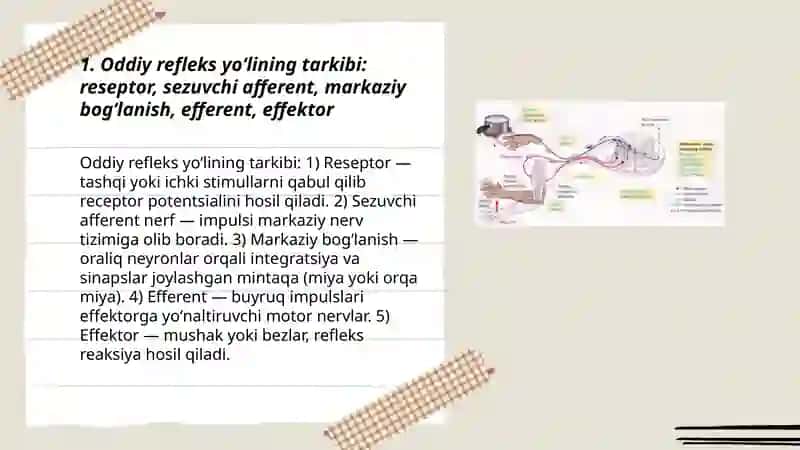 Oddiy refleks yoylari.sezuv oʻtkazuv yoʻllari. Harakat oʻtkazuv yoʻllari 3