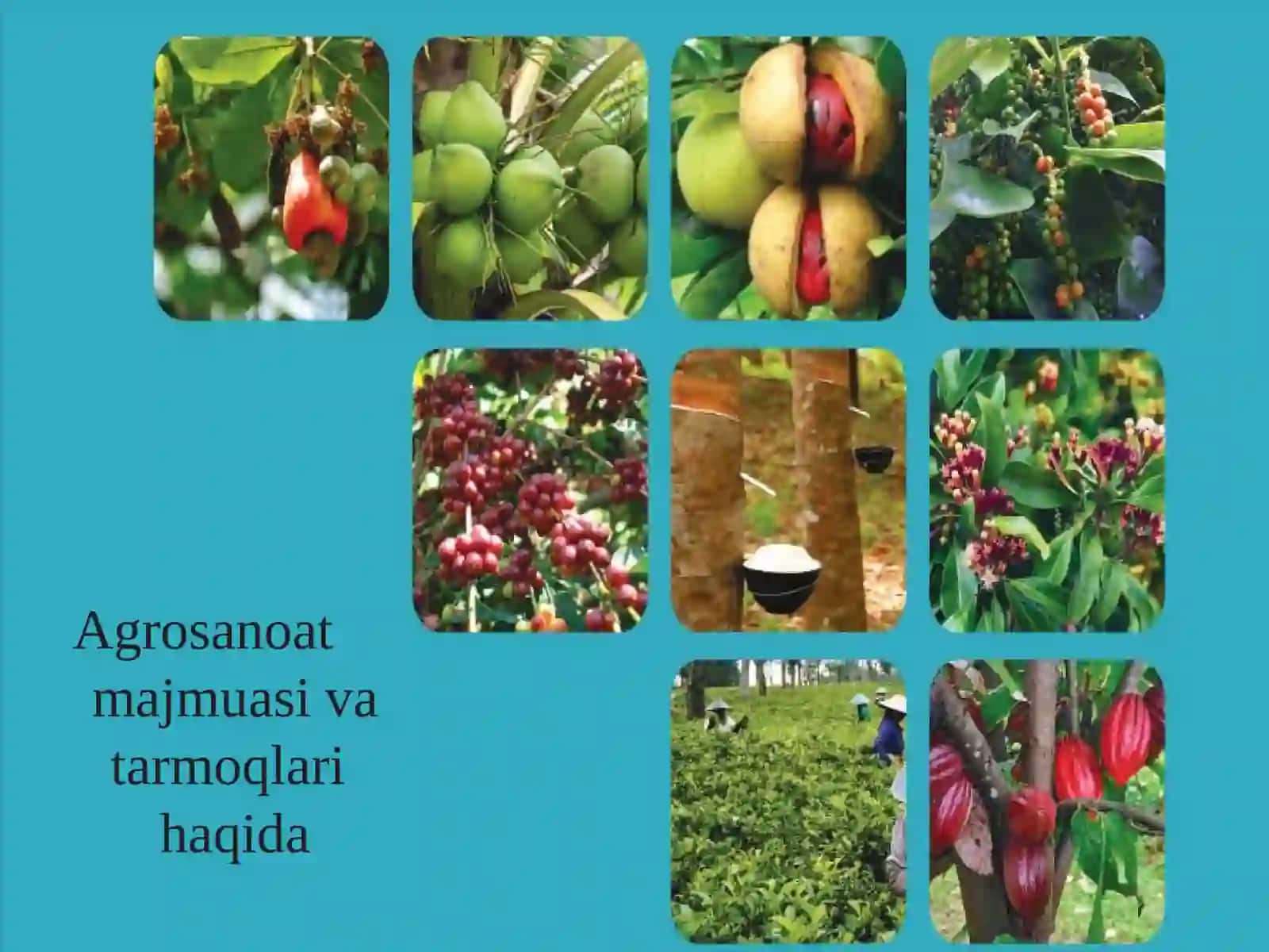 ASM agrosanoat majmusasi tushunchasi tarmoqlari. 3