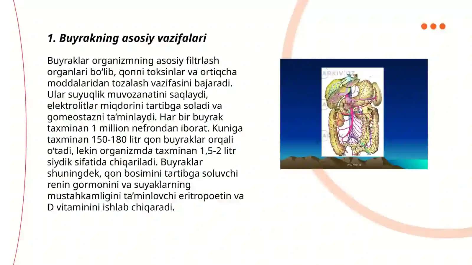 Buyrak anatom fiziologik xususiyatlari 3