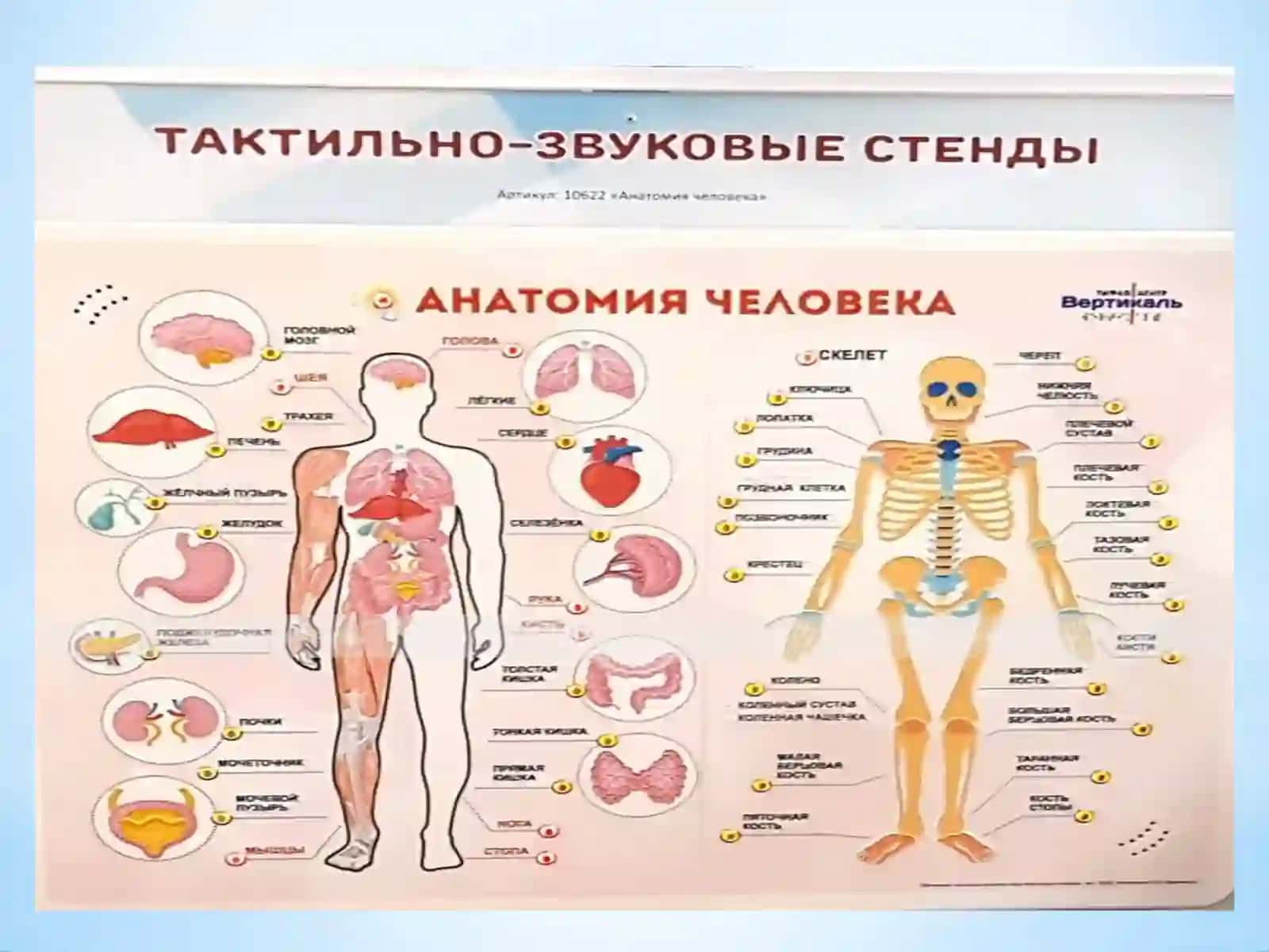 Anatomiya, fiziologiya va patologiya fanining rivojlanish tarixi va uni o’rganish usullari 3