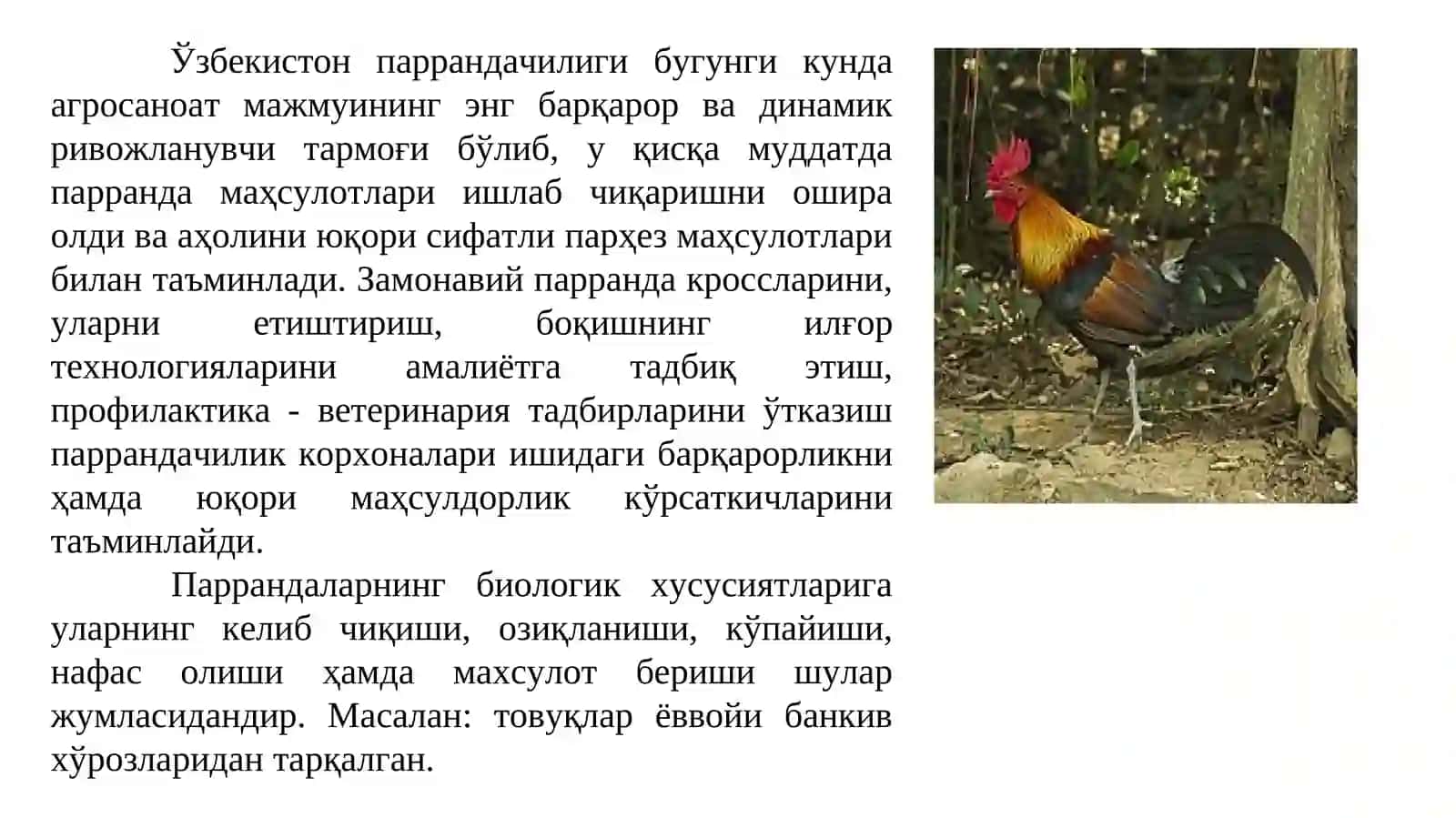 Паррандаларнинг биологик хусусиятлари. Парранда зотлари 3