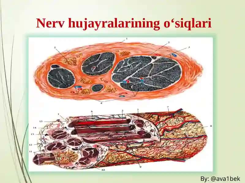 PERIFERIK NERV TIZIMI Anatomiyasi 3