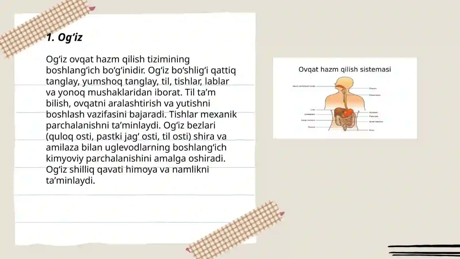 Ogʻiz ovqat hazm qilish tizimi 3