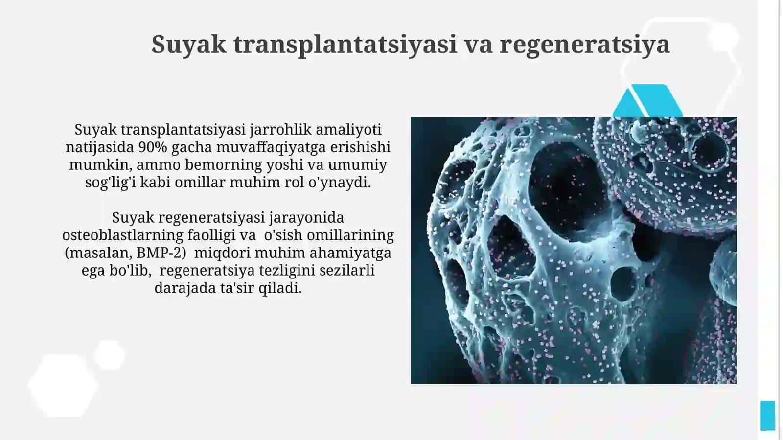 Regeneratsiya Jarayonlarini Tartibga Solish Mexanizmlari 3