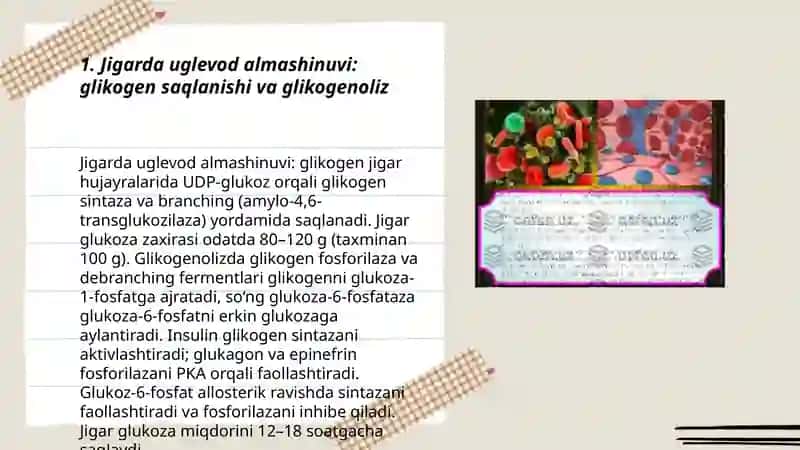 Organ va tòqimalarda uglevodlaming oraliq modda sifatida almashinuvi 3