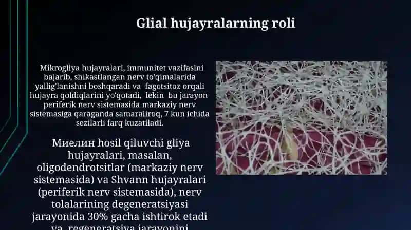 Nerv tòqimasining degeneratsiyasi va regeneratsiyasi mexanizmlari 3