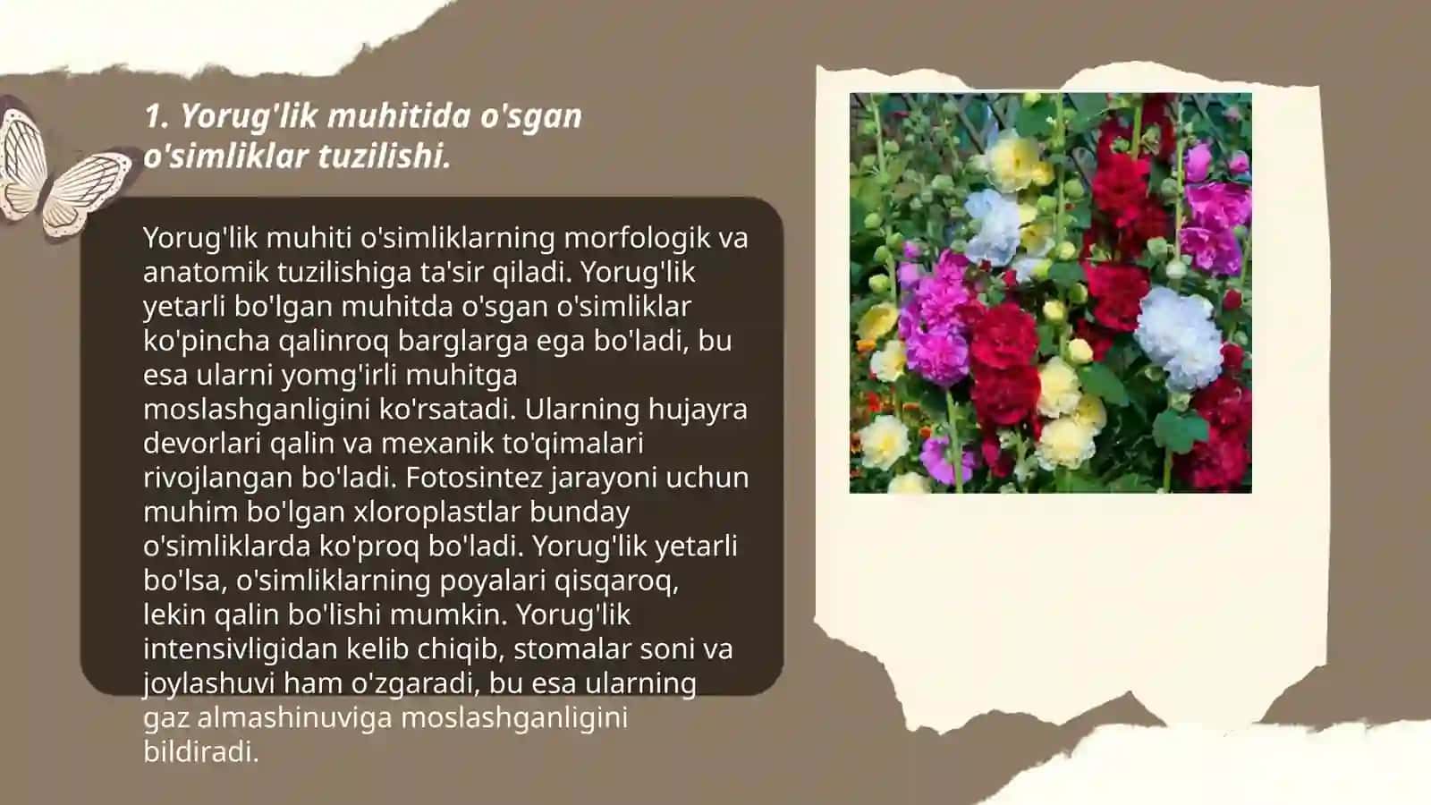 Yorug'lik muhitida o'sgan o'simliklar tuzilishi 3
