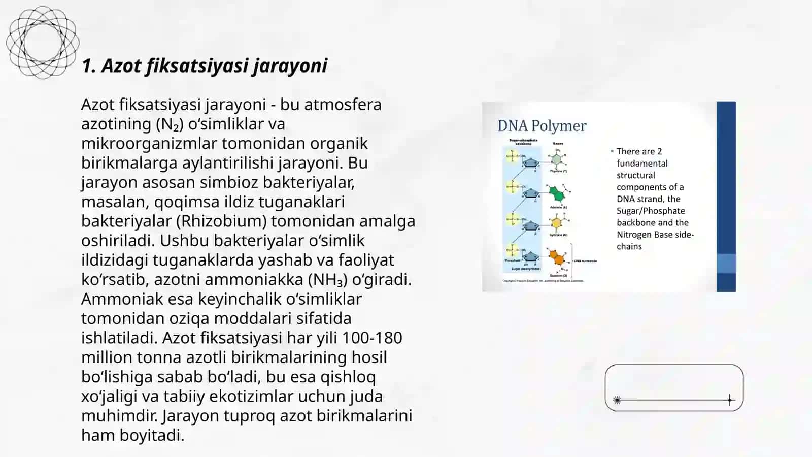 Molekulyar azotning simbiotik fiksatsiyasi 3