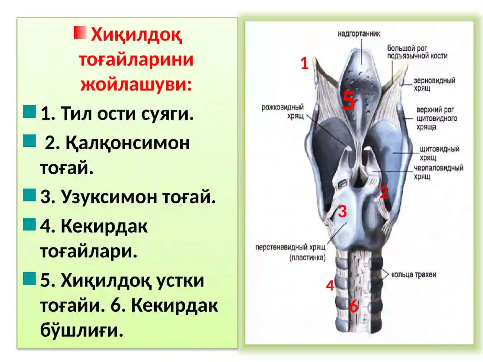 ХИҚИЛДОҚНИКЛИНИК АНАТОМИЯСИ.ХИҚИЛДОҚНИЎТКИР ВА СУРУНКАЛИ КАСАЛЛИКЛАРИ 3
