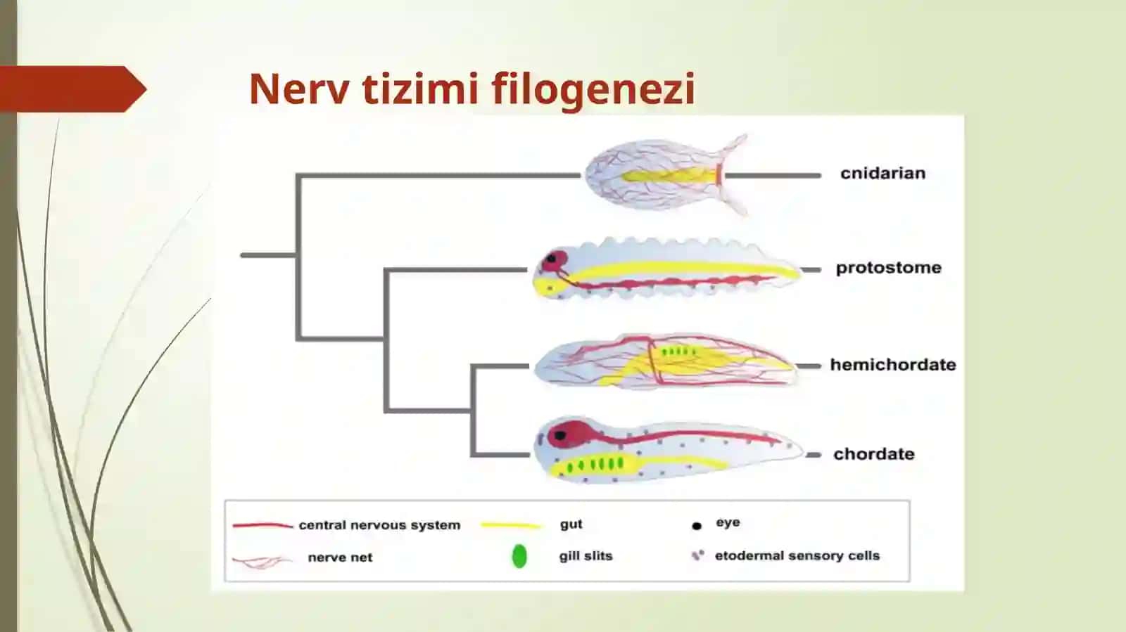 Nerv tizimining umumiy anatomiyasi, filo-ontogenezi. Orqa miyaning funksional va yoshga oid anatomiyasi. Rombsimon, o’rta, oraliq miyaning funksional va yoshga oid anatomiyasi 3