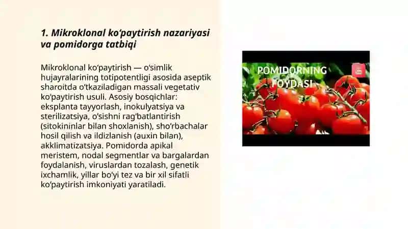 Pomidor o‘simligini mikroklonal ko‘paytirish usuli va ahamiyati 3