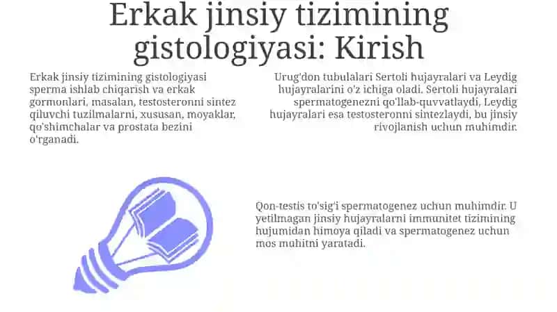 Erkaklar jinsiya sistemasining gistologiyasi 3