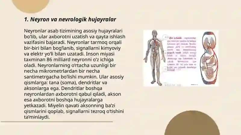 Neyron va nevrologik hujayralar 3