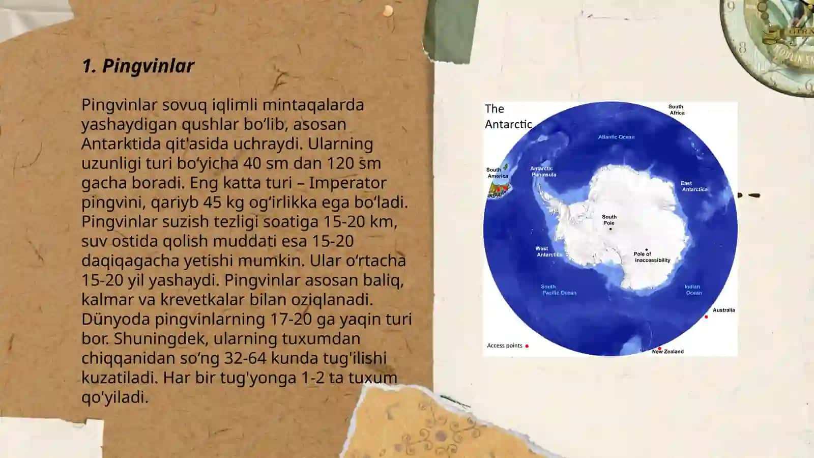 Antarktida materigi hayvonat dunyosi Yangiboyeva Mahliyo 3