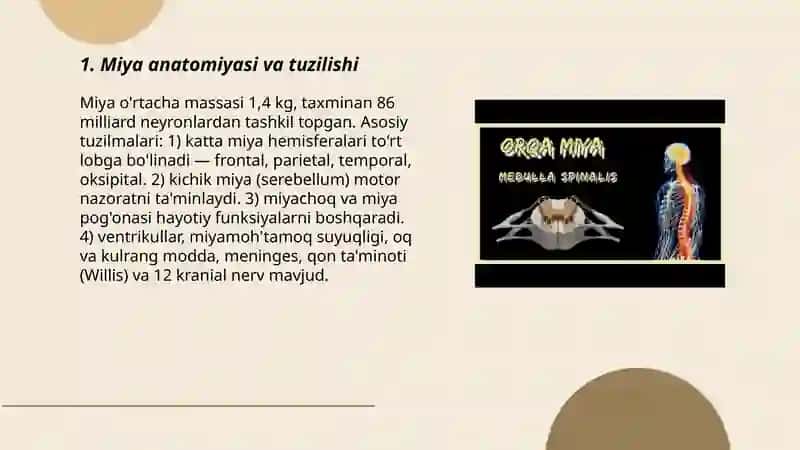 Miya va Asab Tizimi 3