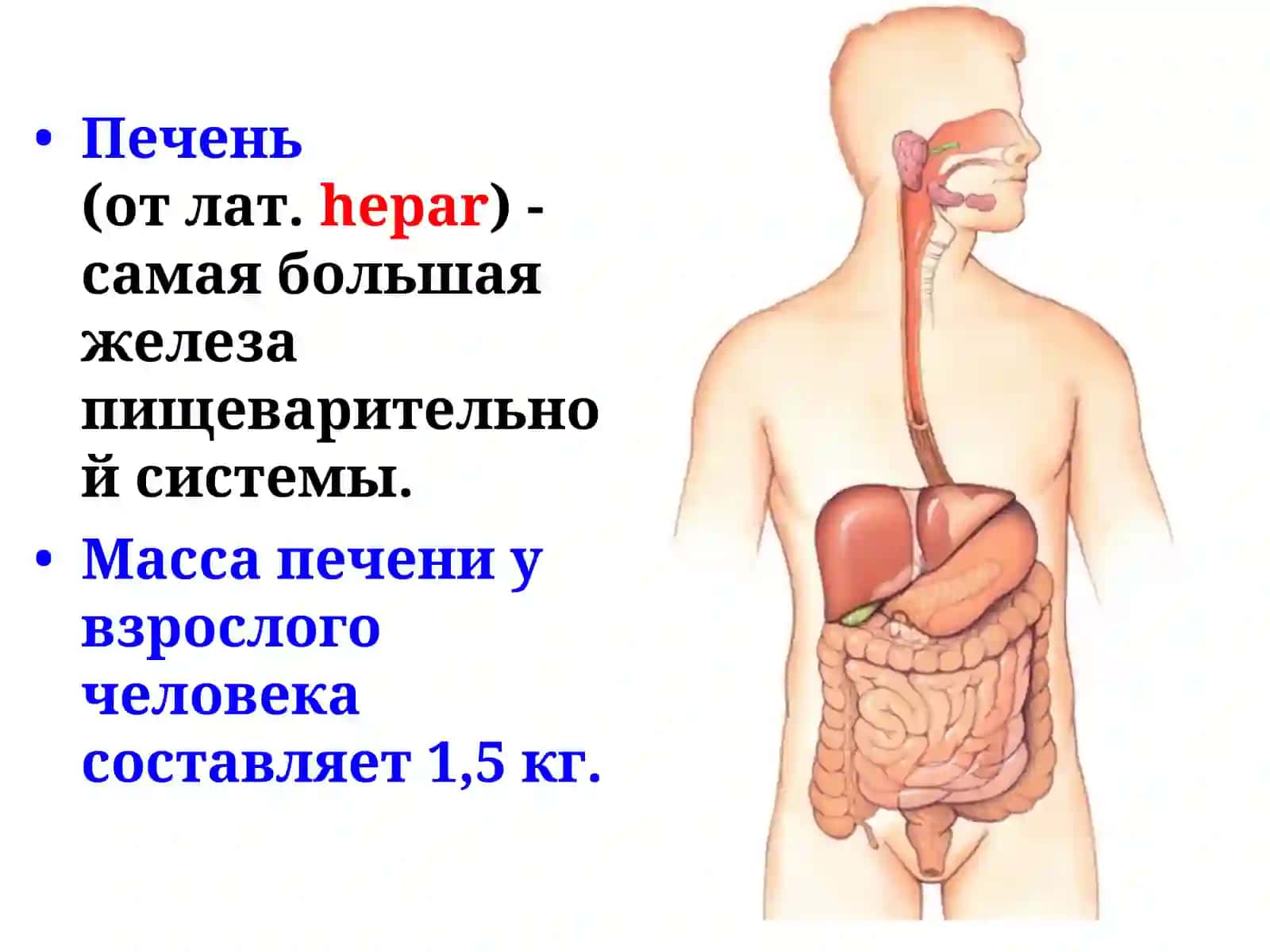 Анатомия и физиология печени 3
