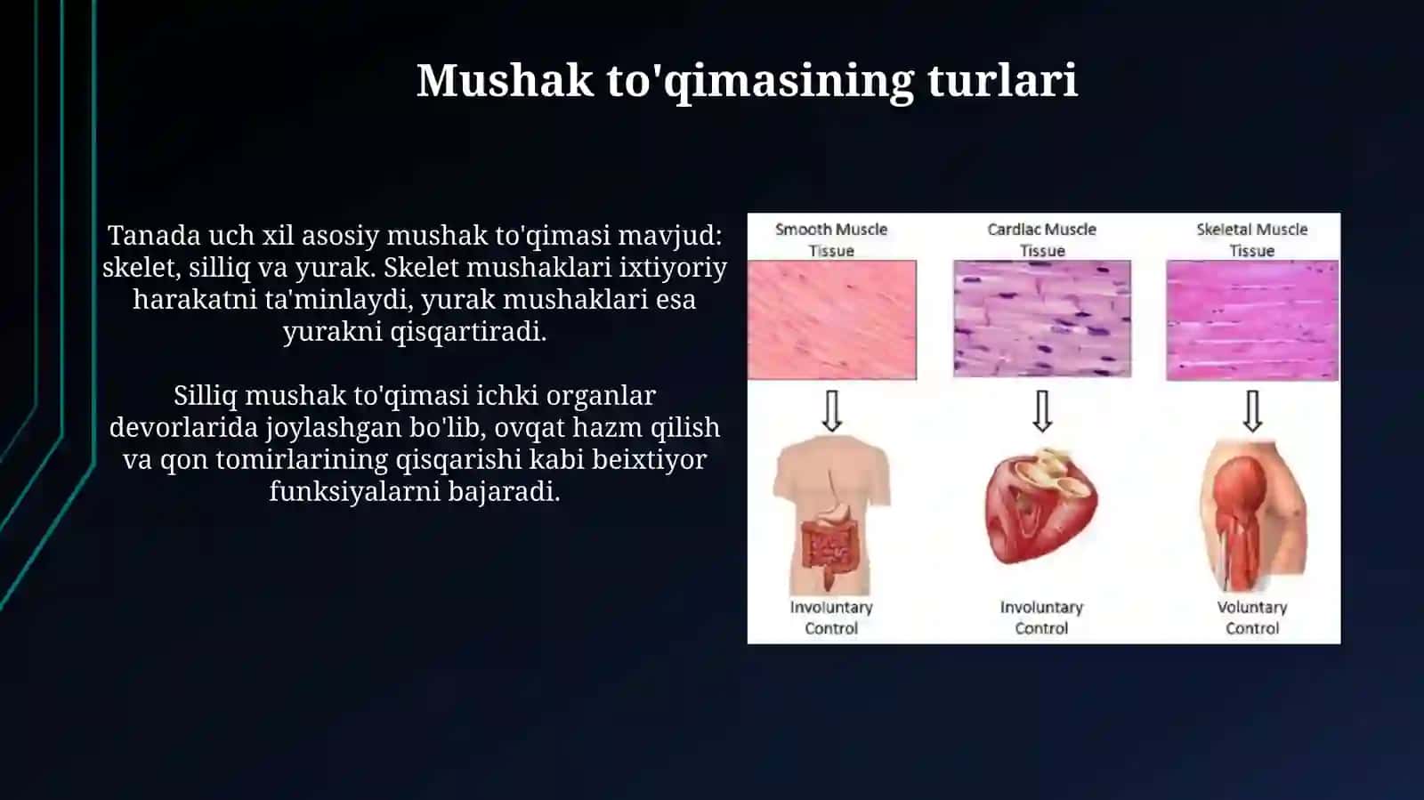 Mushak toʻqimasi tuzilishi 3