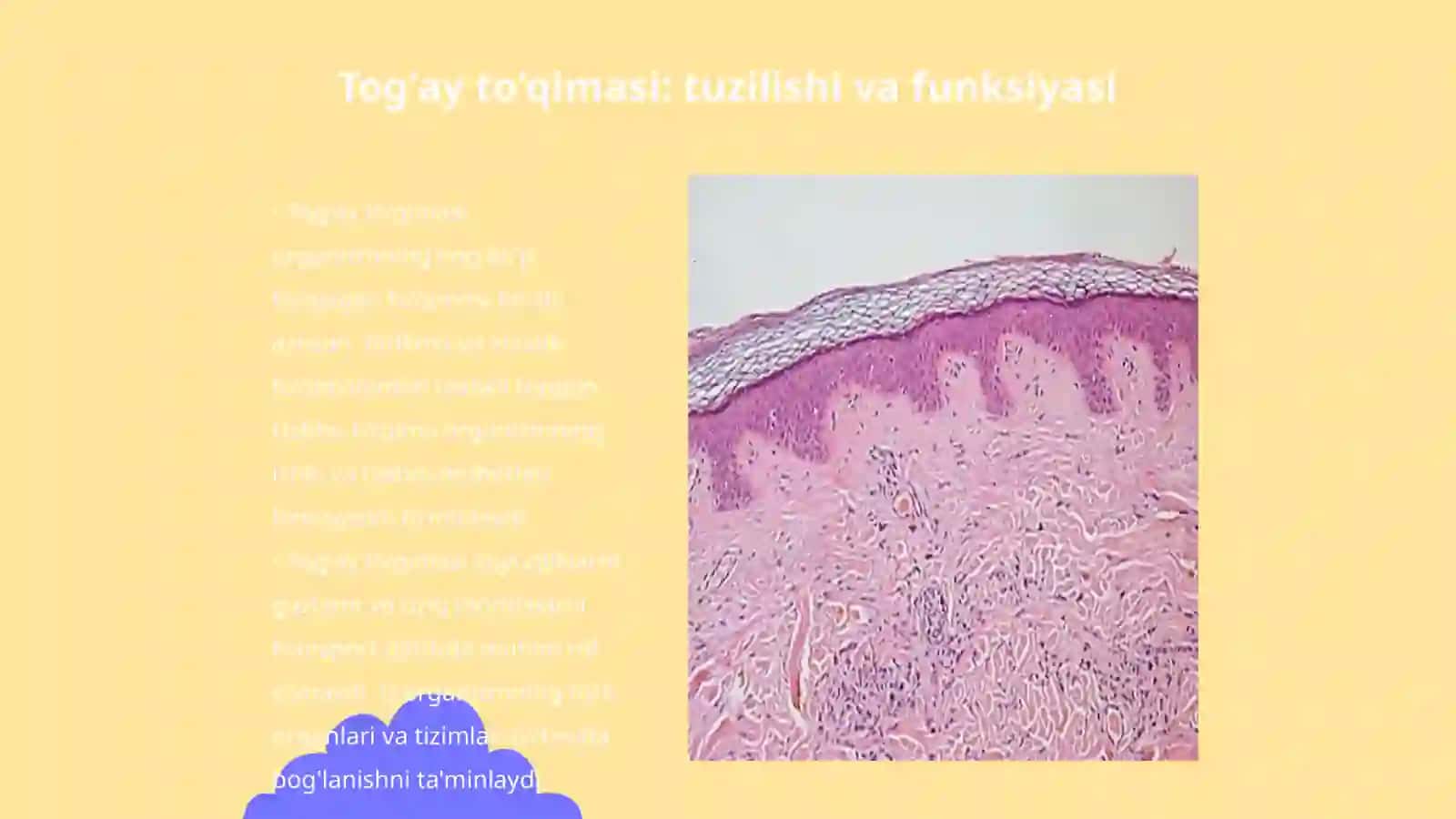 Togʻay to'qimasi. Suyak to'qimasi.Muskul to'qimasi 3