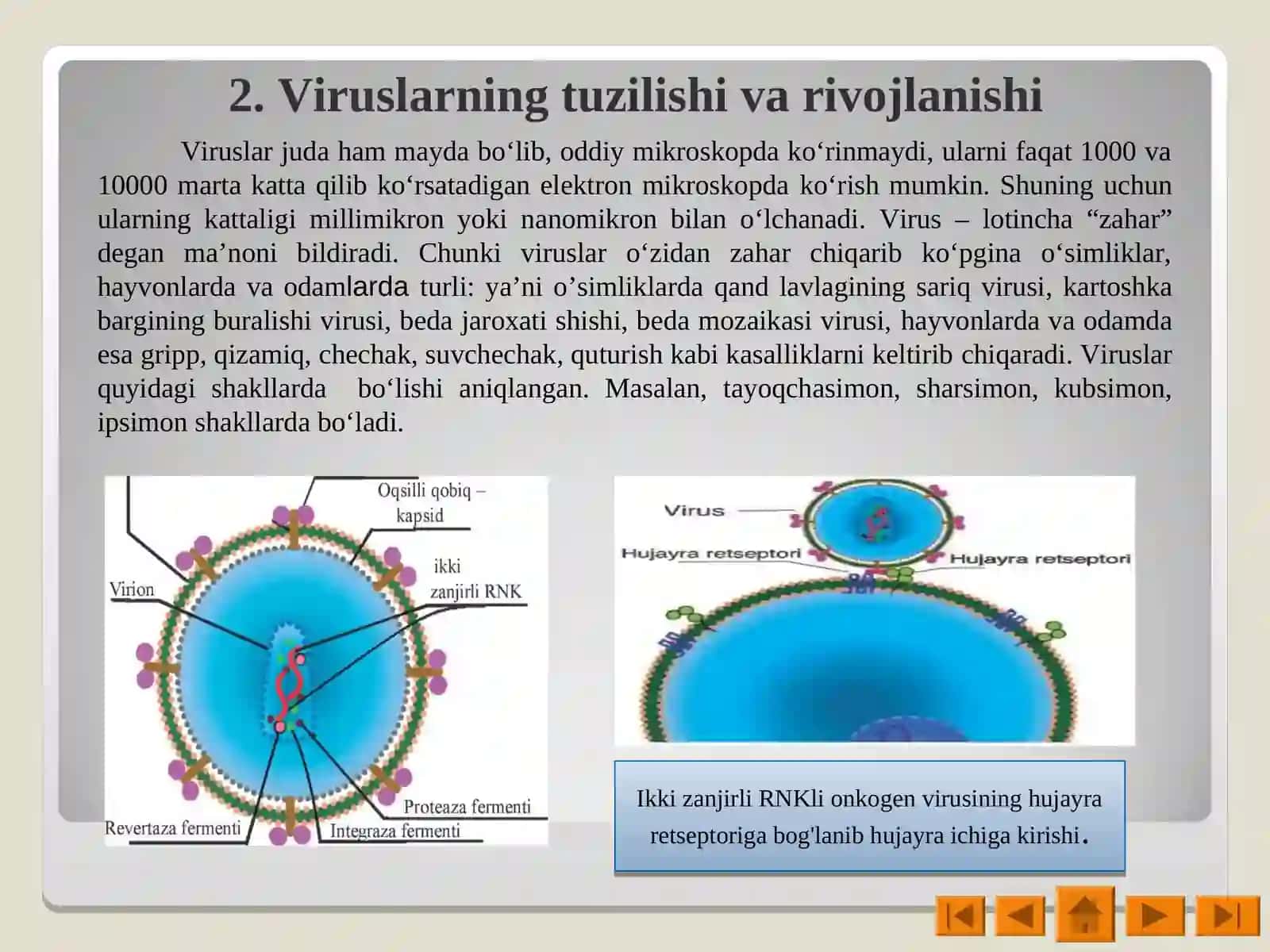 VIRUSLAR. Viruslarning ochilish tarixi 3