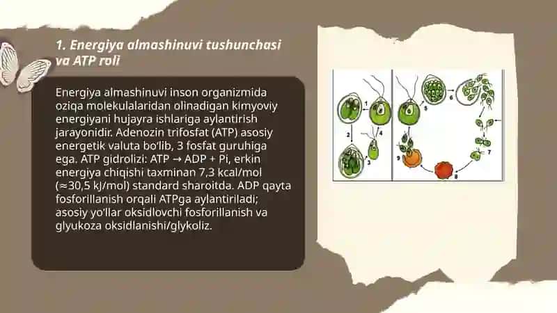 Inson organizmida energiya almashinuvi 3