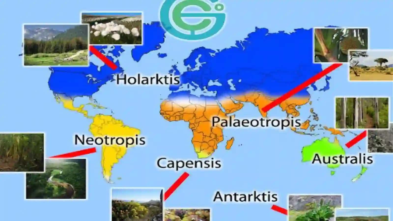 POLEOTROPIK FLORISTIK OLAMI 3