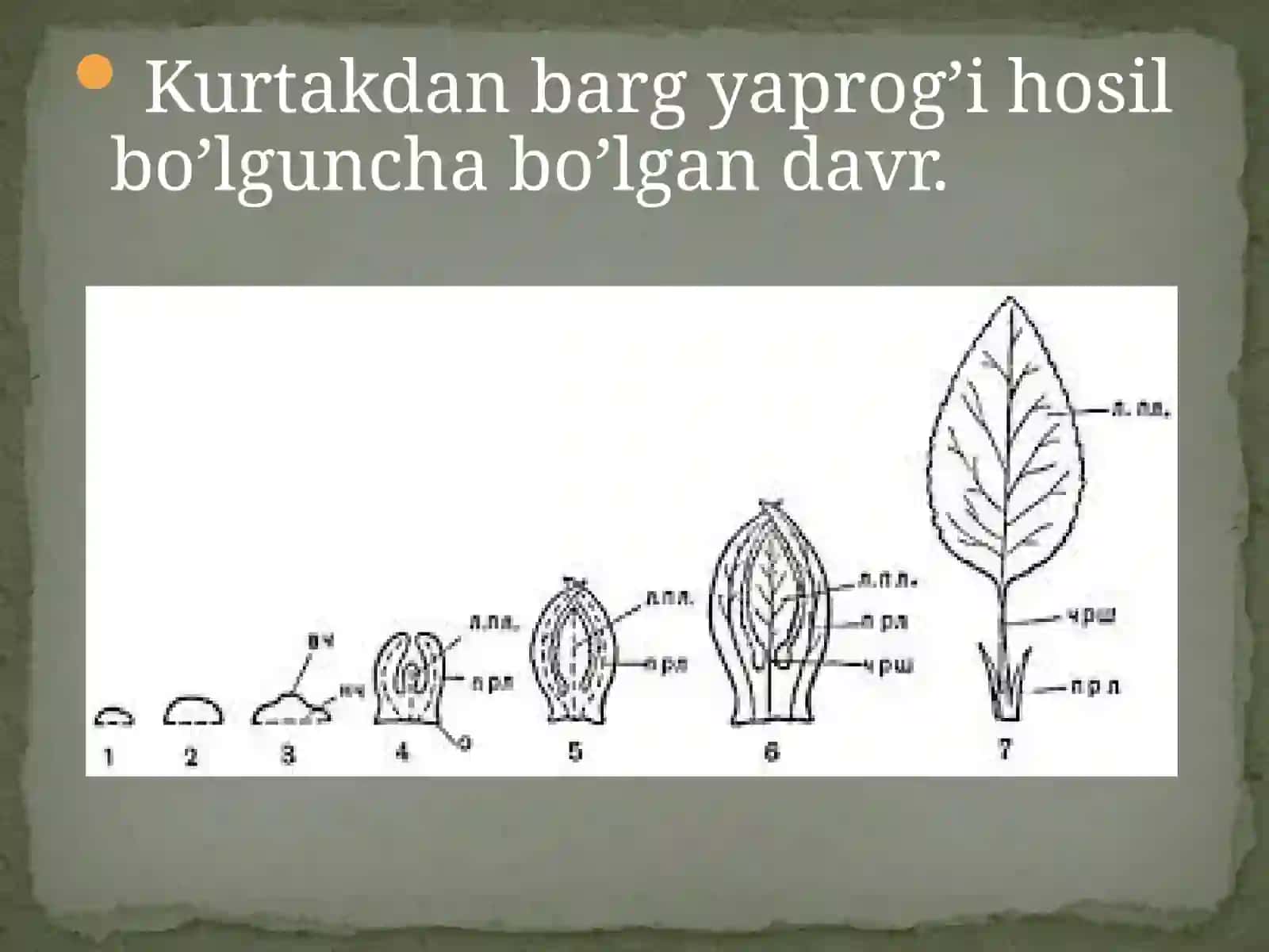 BOTANIKA VA O’SIMLIKLAR FIZIOLOGIYASI 3