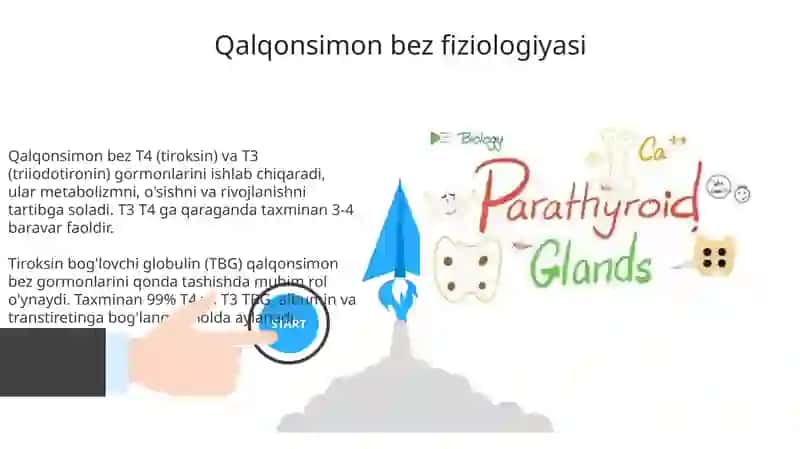 Endokrin bezlar fiziologiyasi 3