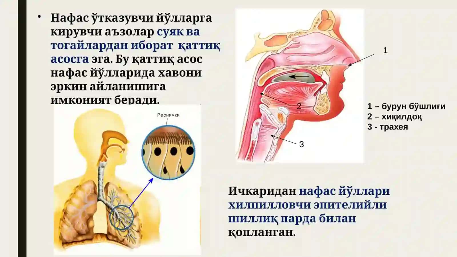 НАФАС АЪЗОЛАРИНИНГ ВАЗИФАВИЙ ВА ЁШЛИ АНАТОМИЯСИ. ПЛЕВРА, КЎКС ОРАЛИҒИ. ҚАЛҚОНСИМОН, ҚАЛҚОН ОРҚА ВА АЙРИСИМОН БЕЗЛАР 3