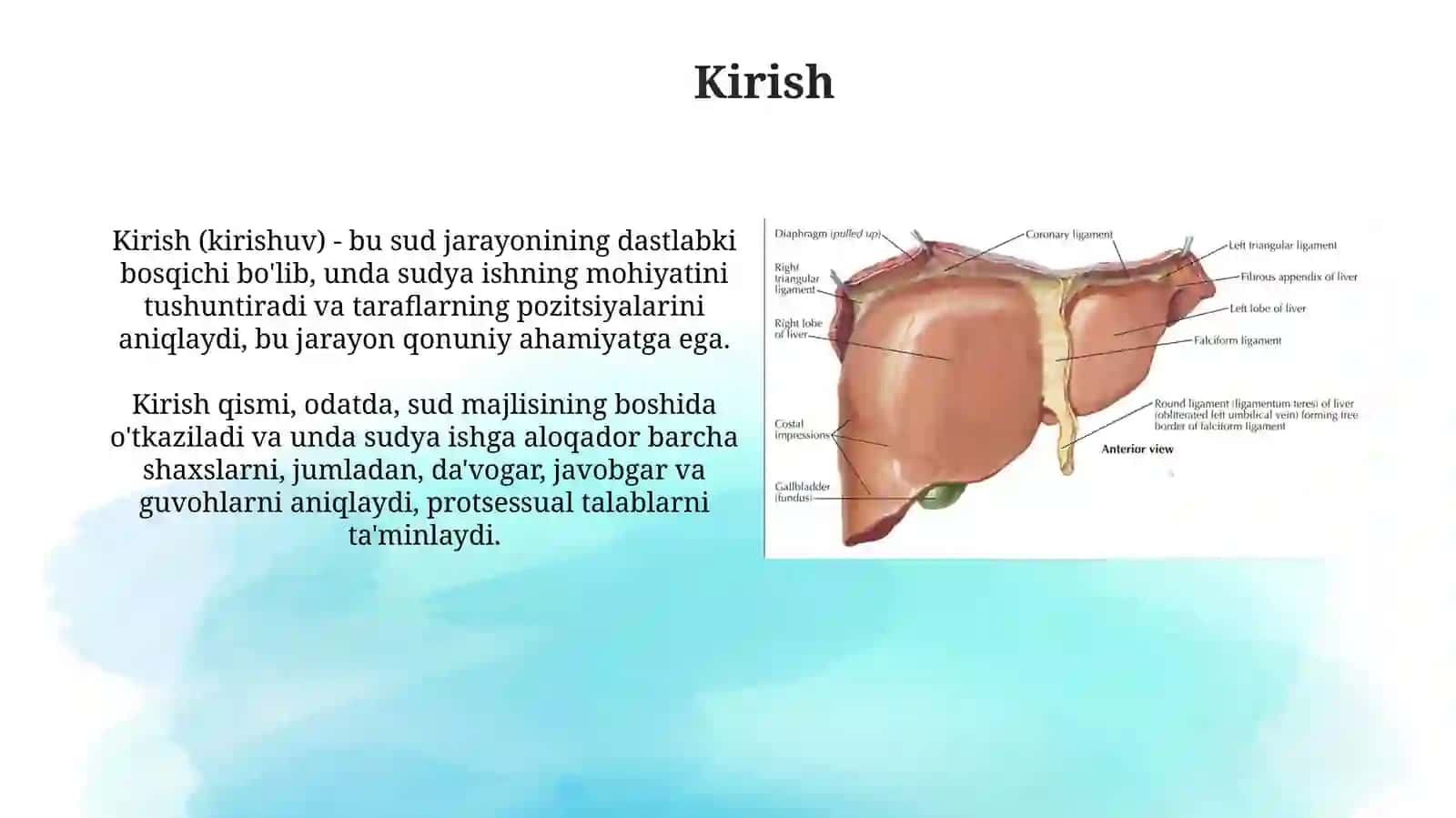 Jigar, me'da ostibezi; tuzilishi va topografiyasi 3
