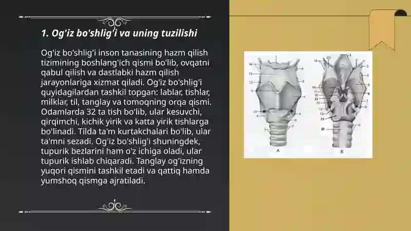 Ovqat hazm qilish anatomiyasi Nafas olish a’zolari 3