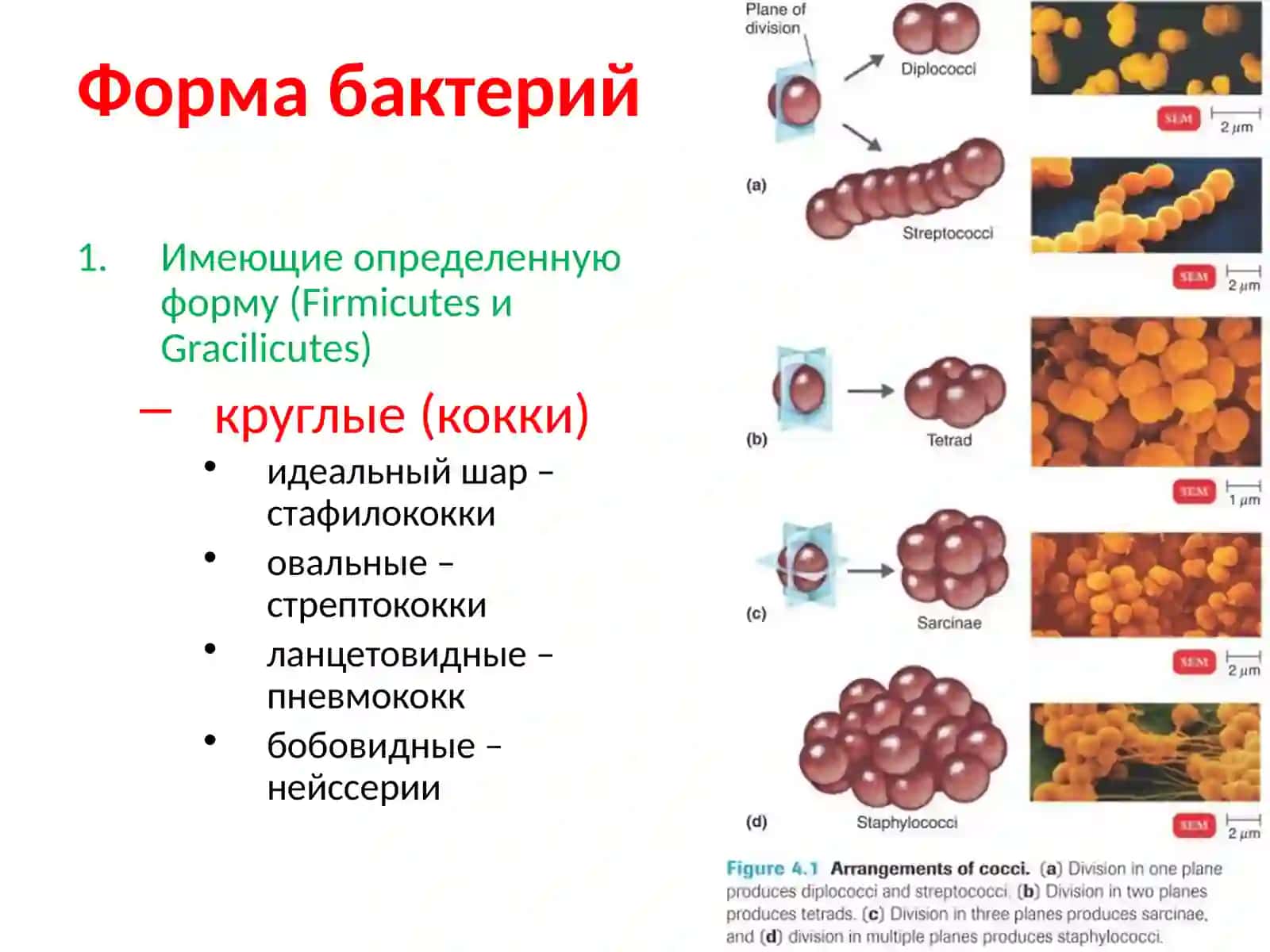 Кокки и их значение в патологии человека 3