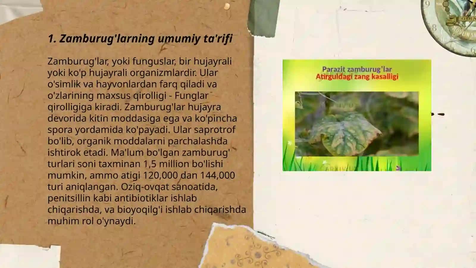 Zamburug' toifalilar.Tuban va yuksak zamburug'lar 3