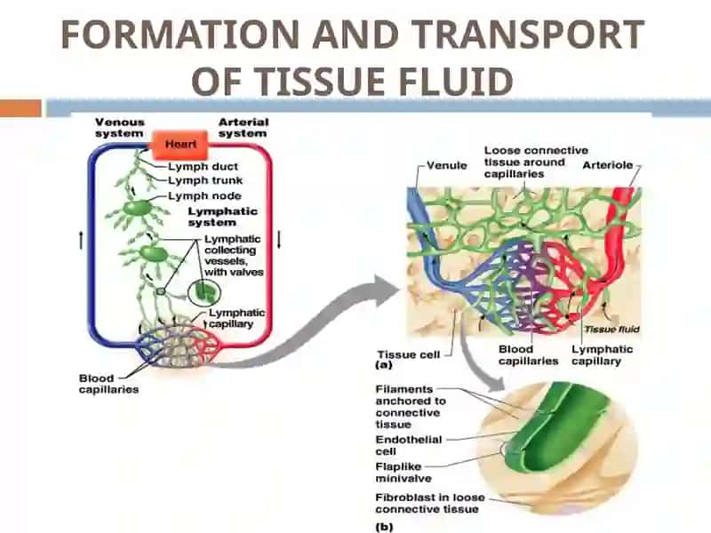 lymphatic system 3