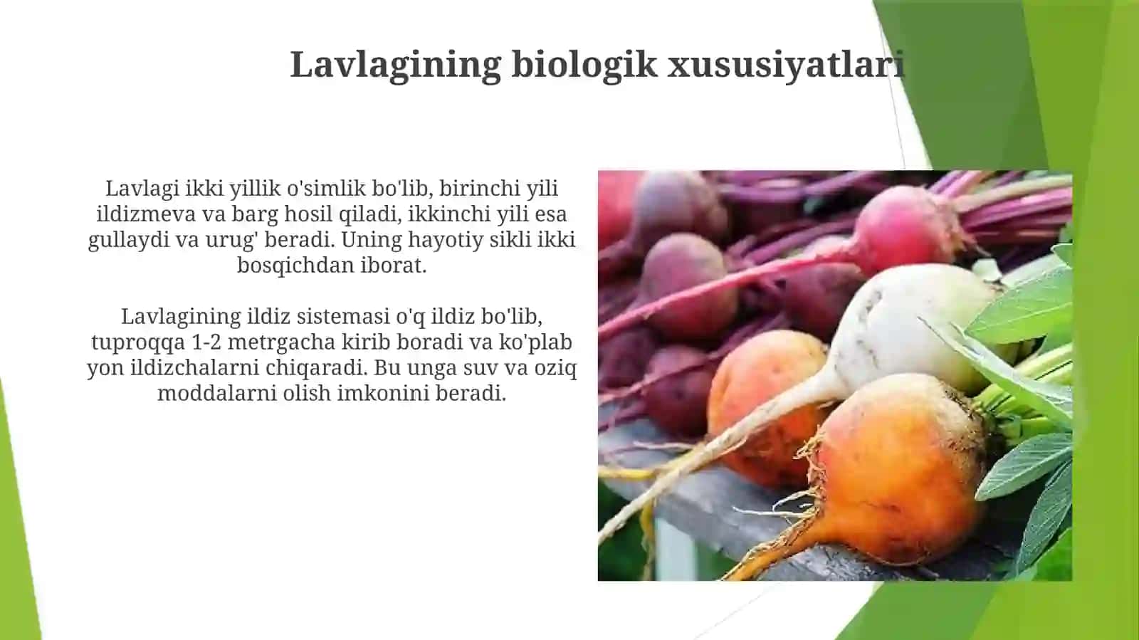 Lavlagi biologiyasi va respublikamizda yetishtiriladigan navlar 3