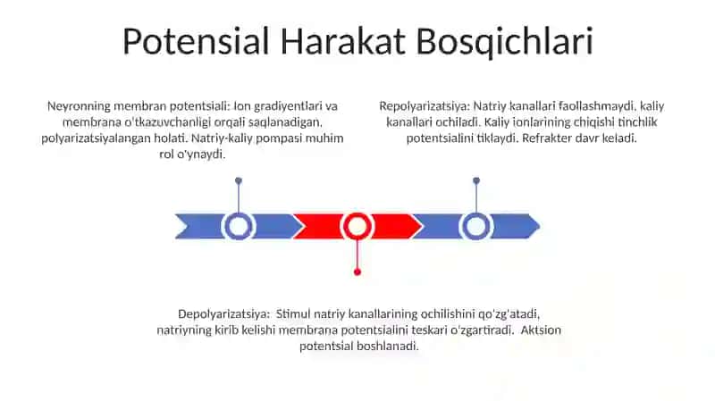 Hayajonlanuvchi To'qima Turlari va Vazifalari 3