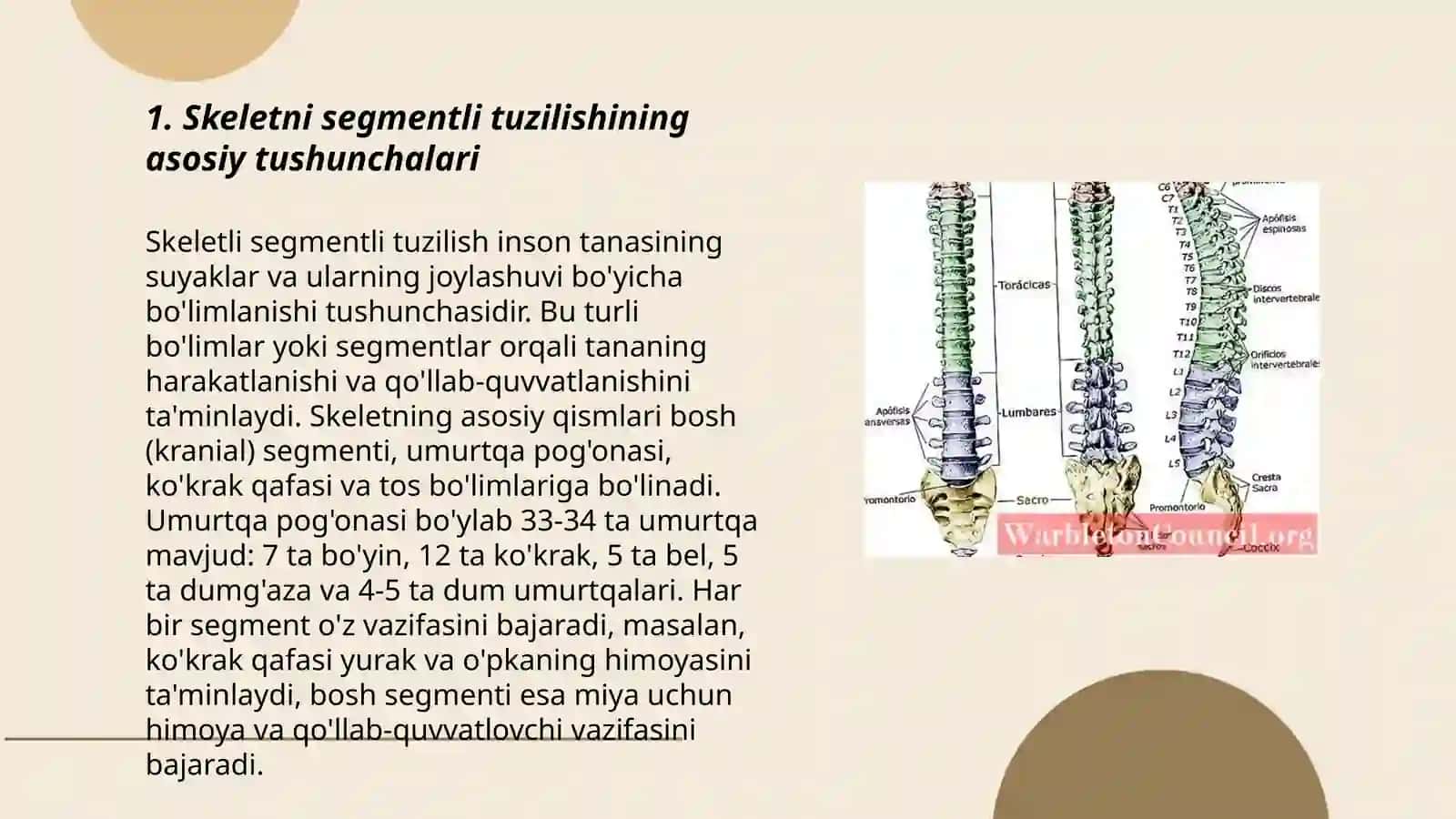 Skeletni segmentli tuzilishi 3