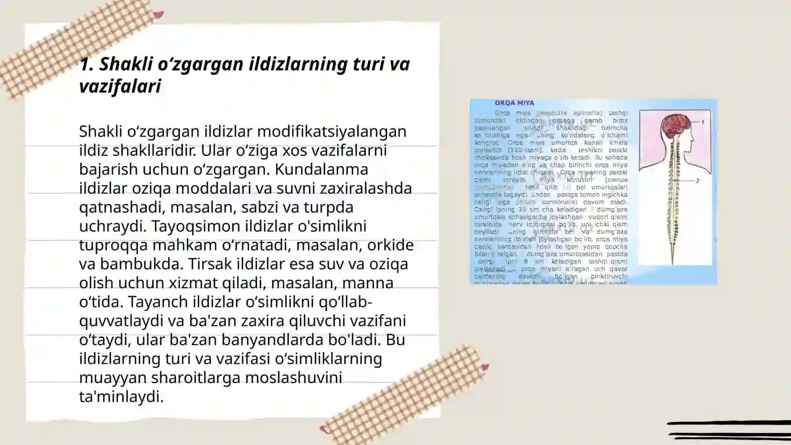 Shakli oʻzgargan ildiz,nova va kurtaklarning tuzilishi 3