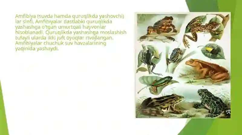 Suvda hamda quruqlikda yashovchilar va sudralib yuruvchilar sinfi 3