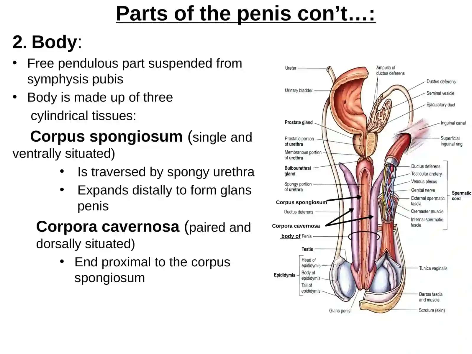 External genitalia of the male and of the female 3