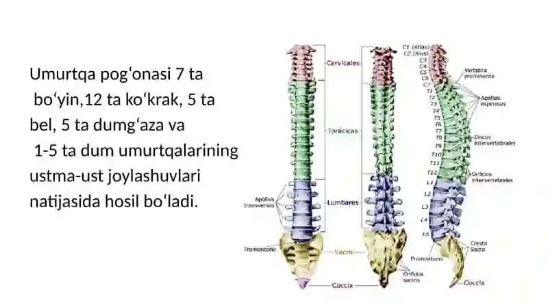 Umurtqa pog’onasi patologiyalarini operativ davolash usullari. Orqa miya churralarida operatsiyalar 3