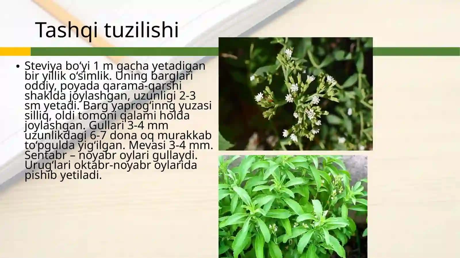Steviya oʻsimligining yetishtirish texnologiyasi va shifobaxshlik xususiyatlari 3