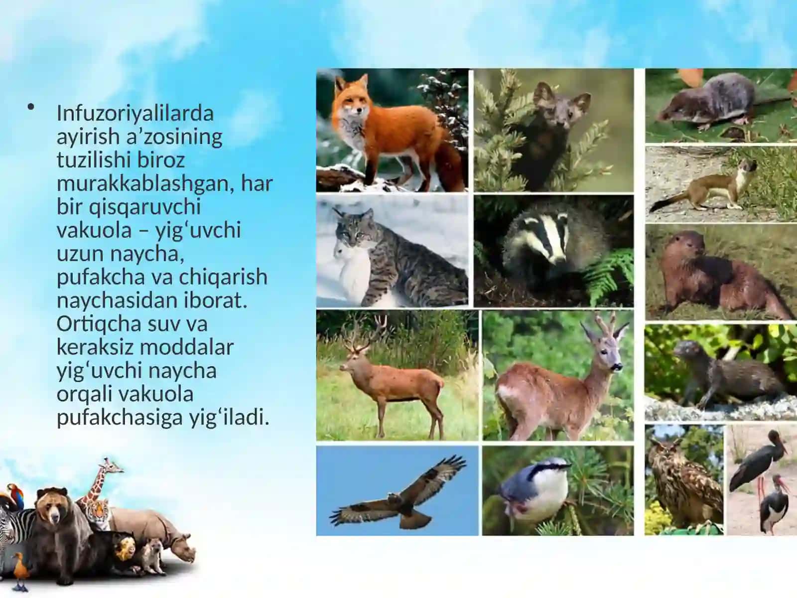 11-sinf Biologiya dars ishlanma. Hayvonlarning ayirish va jinsiy organlari evolutsiyasi 3