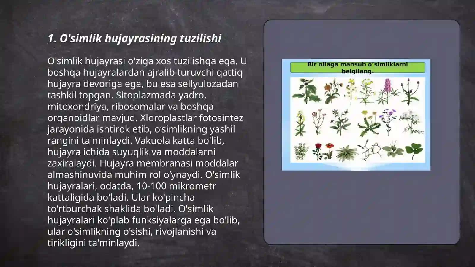 O'simlik hujayrasining o'ziga xos xususiyatlari 3