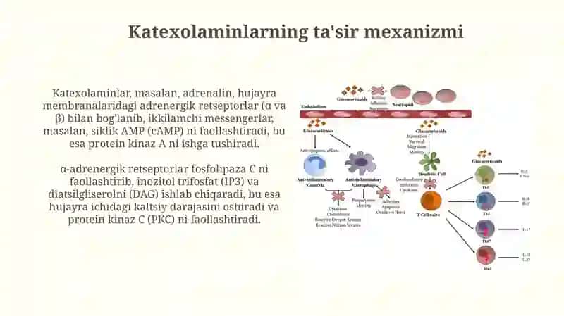 Katexolaminlar va glyukokortikoidlarning uglevodlar almashinuviga tasiri 3