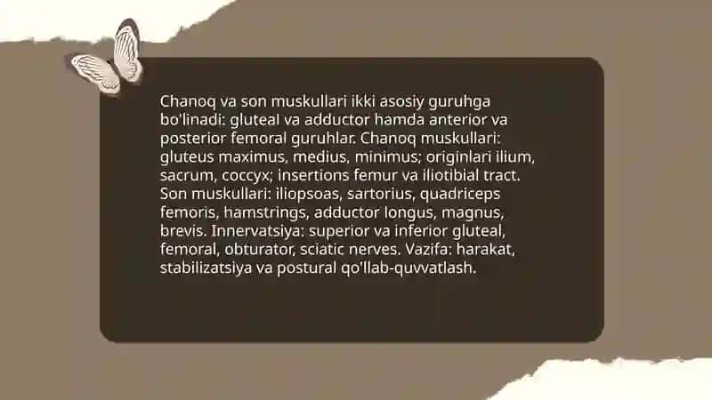 Chanoq son muskullari 3