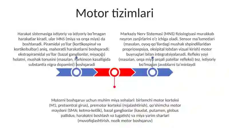 Markaziy Nerv Tizimi Fiziologiyasi 3